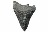 Serrated, Fossil Megalodon Tooth - South Carolina #288205-1